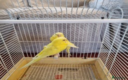Budgerigars birds for sale: Budgies lutino for sale  - Image 4
