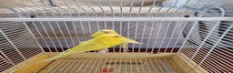 Budgerigars birds for sale: Budgies lutino for sale  - Advert 4
