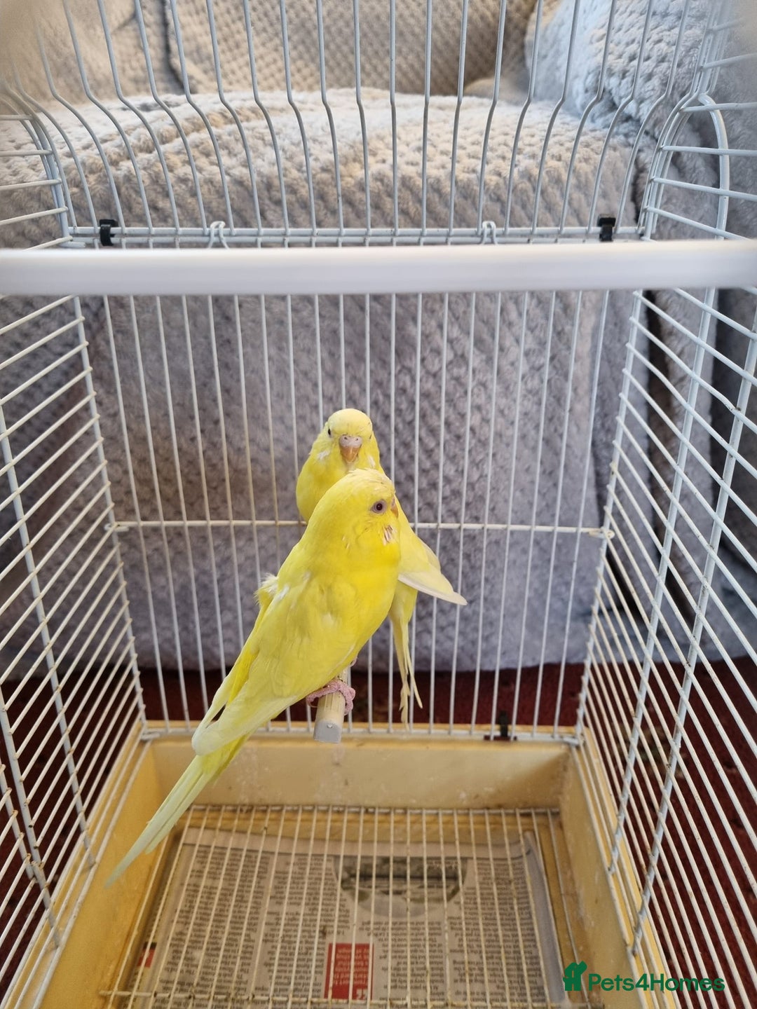 Budgerigars birds for sale: Budgies lutino for sale  - Image 4