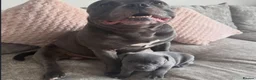 Staffordshire Bull Terrier dogs for sale: Brilliant Pure Staffordshire Bull Terrier puppies in Glasgow - Advert 11