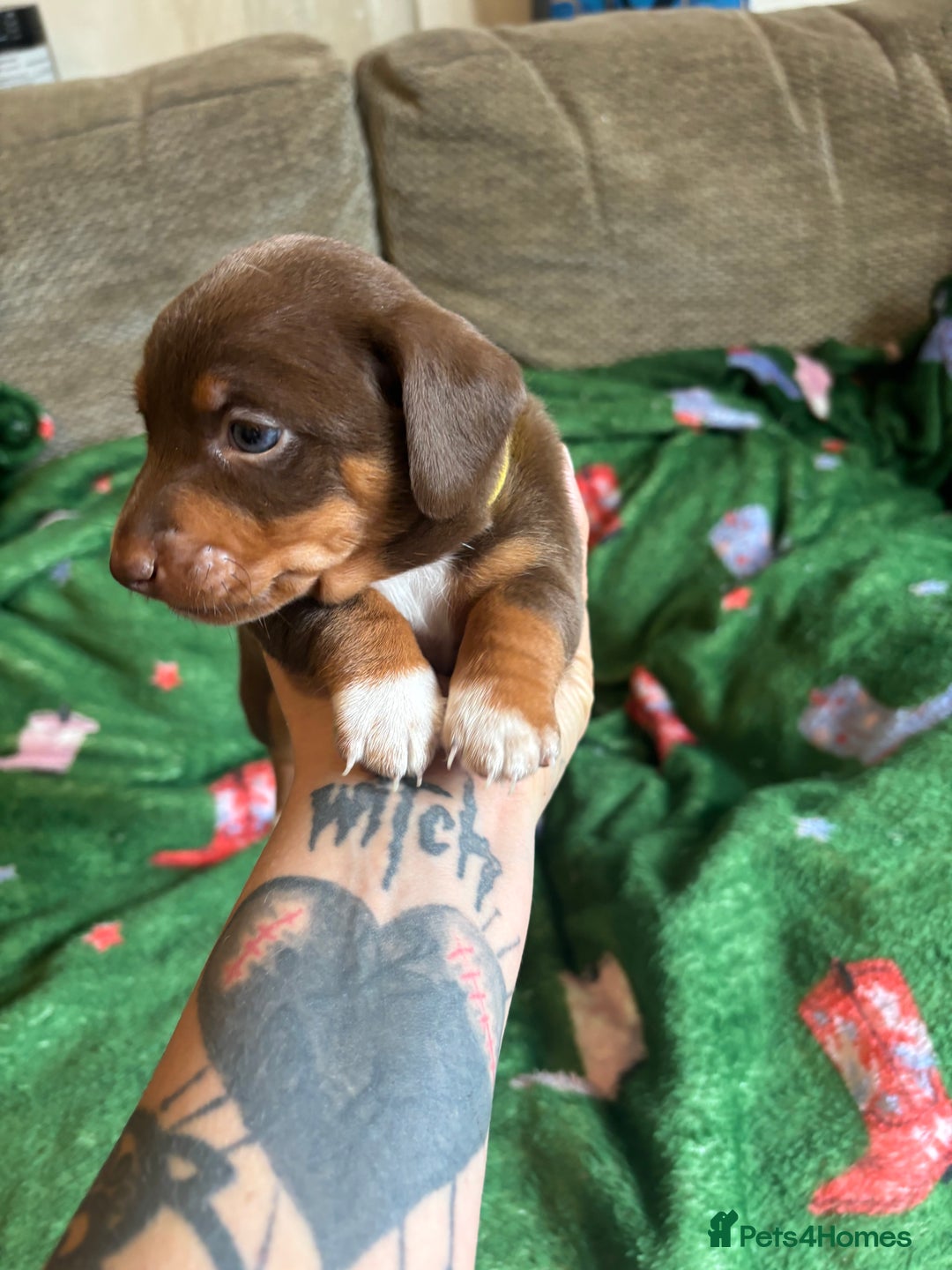Miniature Dachshund dogs for sale: Dachshund x Jack Russell puppies (Jackshund) - Image 12
