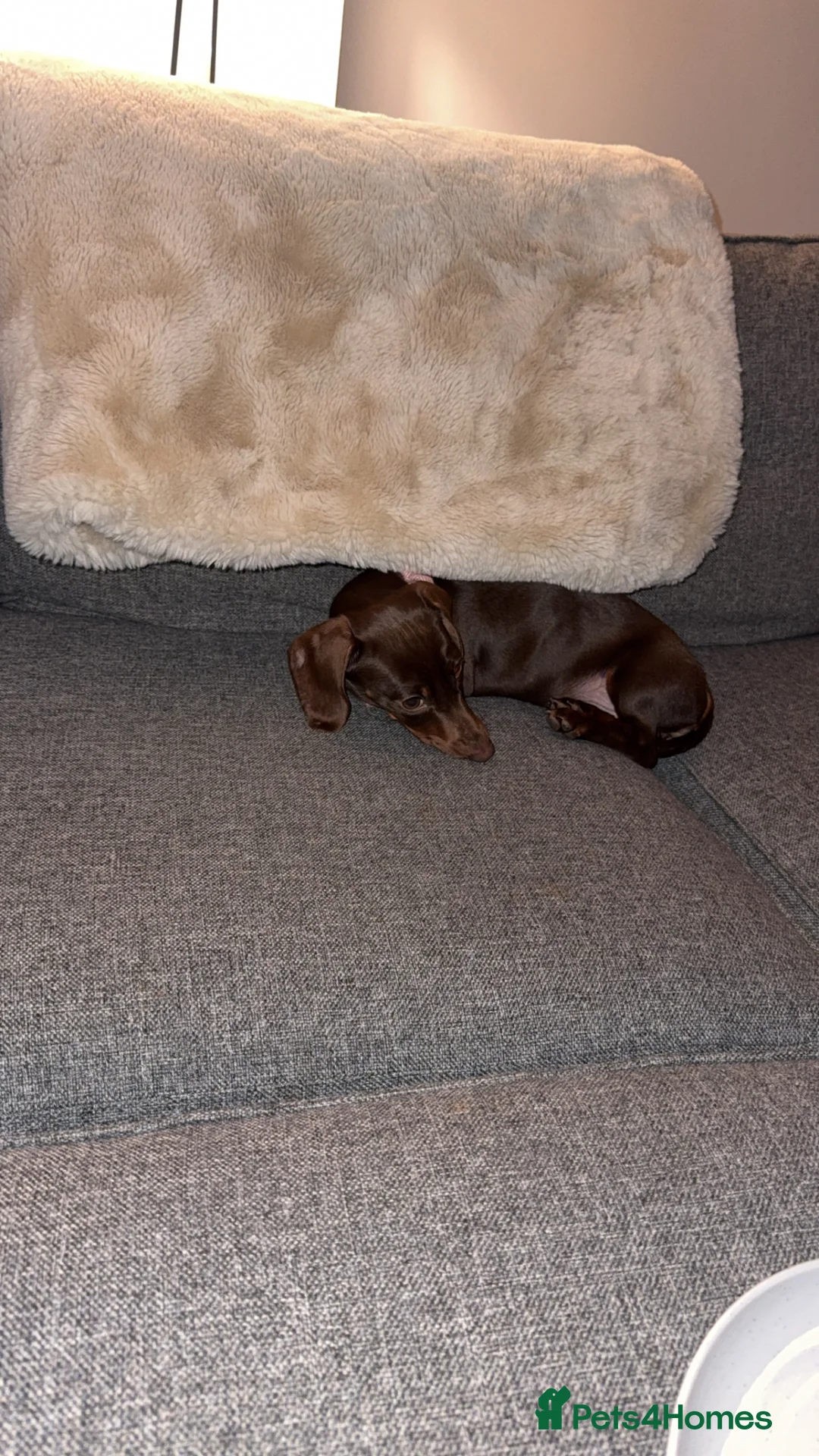 Miniature Dachshund dogs for sale: Miniature dachshund  - Advert 4