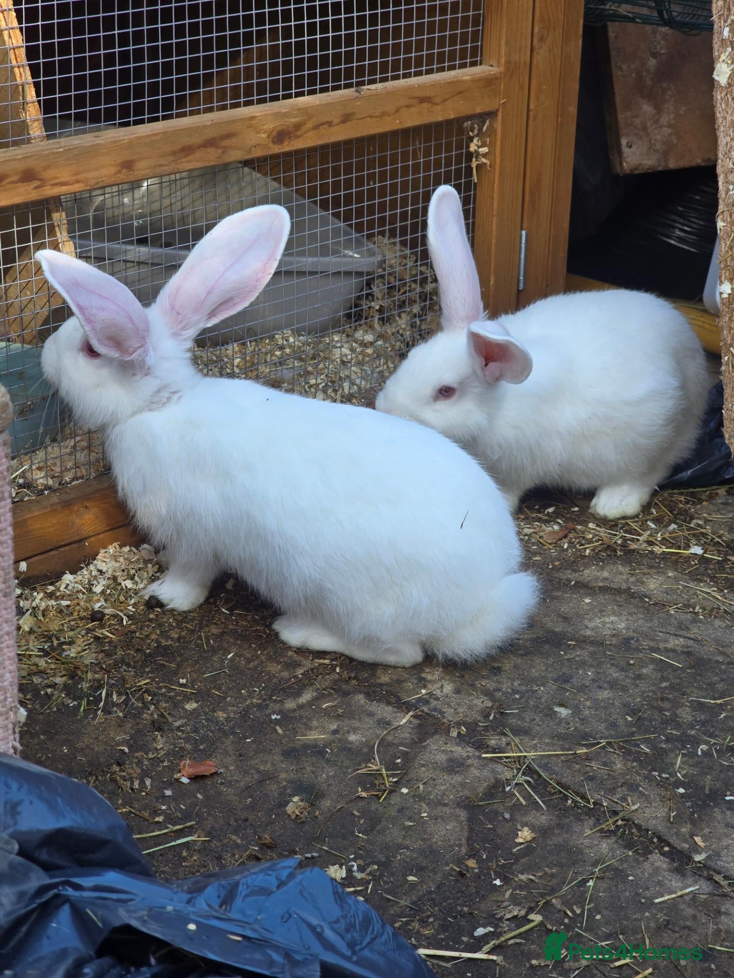 Continental Giant rabbits Continental Giant Rabbit Kits Bookings Now Open 🐰 - Advert 2