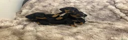 Dachshund dogs for sale: Beautiful Dachshund puppies  in Redhill - Advert 4