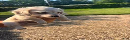 Miniature Dachshund dogs for sale: Cream miniature dachshund  - Advert 18