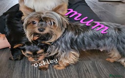 Yorkshire Terrier dogs for sale: miniature toy yorkie pups - Image 18