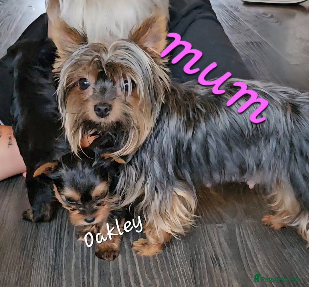 Yorkshire Terrier dogs for sale: miniature toy yorkie pups - Image 18
