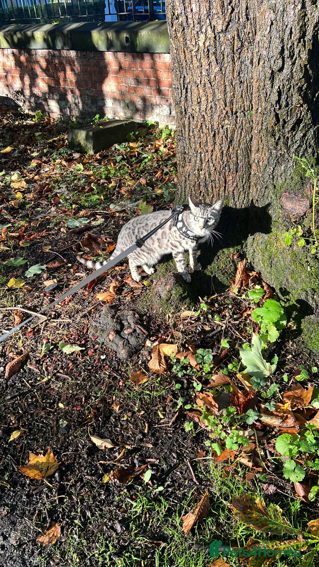 Bengal cats for sale: Silver Bengal Rehome - Advert 2