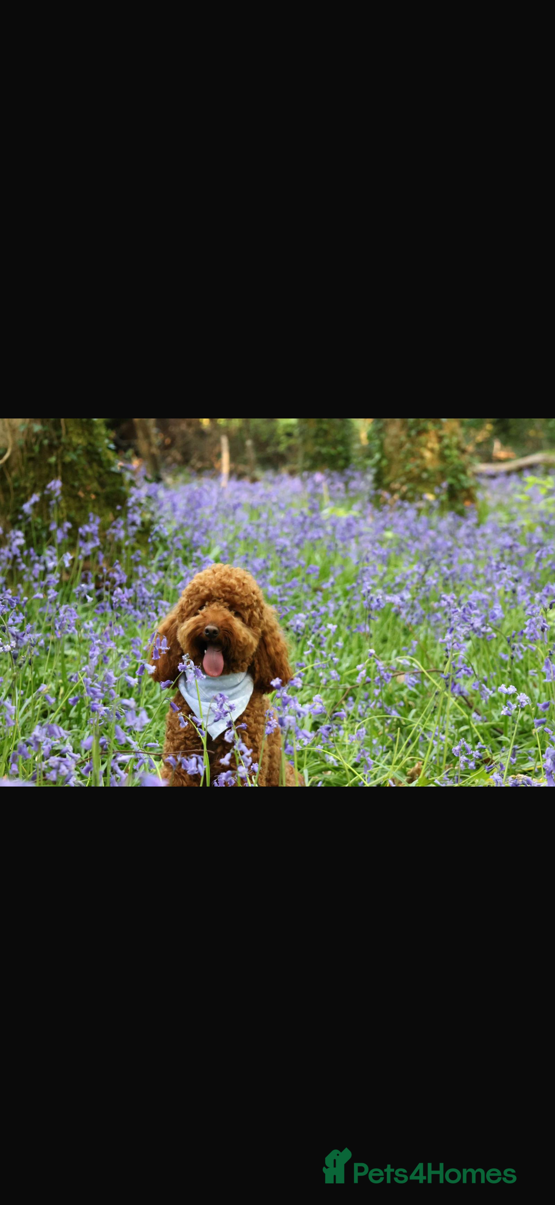 Miniature Poodle dogs for sale: Fox red stunning miniature poodles - Advert 4