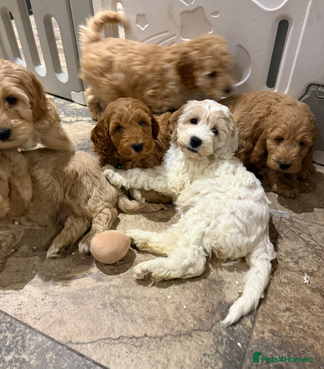 Cockapoo dogs for sale: Quality Cockapoo Puppies - Advert 1