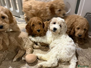 Cockapoo dogs Quality Cockapoo Puppies - Advert 2