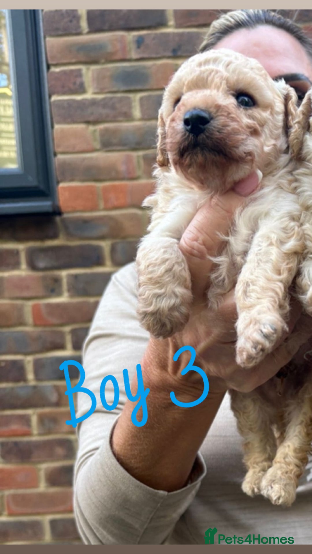 Toy Poodle dogs for sale: Toy Poodle Pups with Lovely Temperaments - Image 4