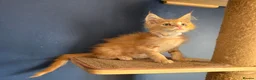 Maine Coon cats for sale: Tica MaineCoon  - Advert 26