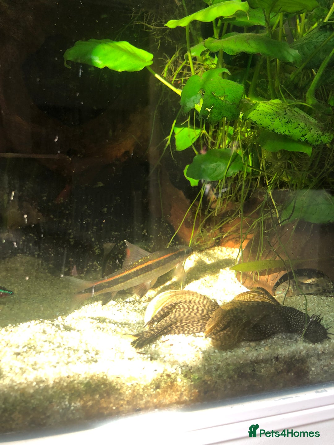 Other/Mixed Breed fish for sale: Flying fox - Advert 1