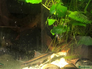 Other/Mixed Breed fish Flying fox - Advert 1