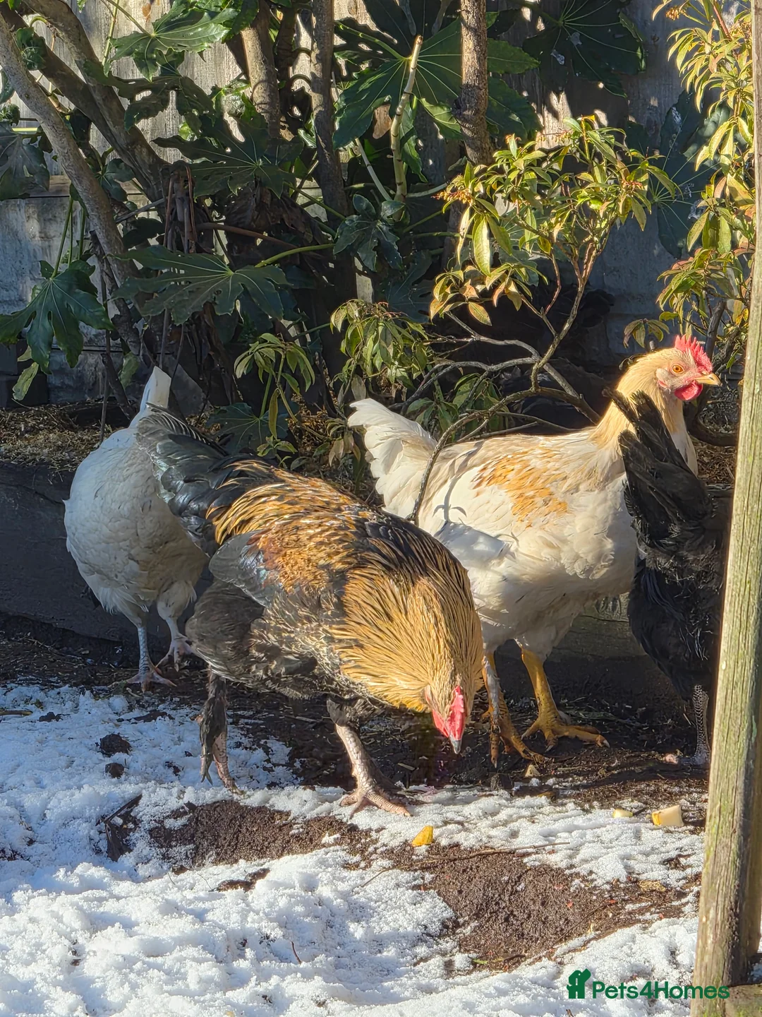 Chickens poultry for sale: Stunning , boy for a good home - Advert 5