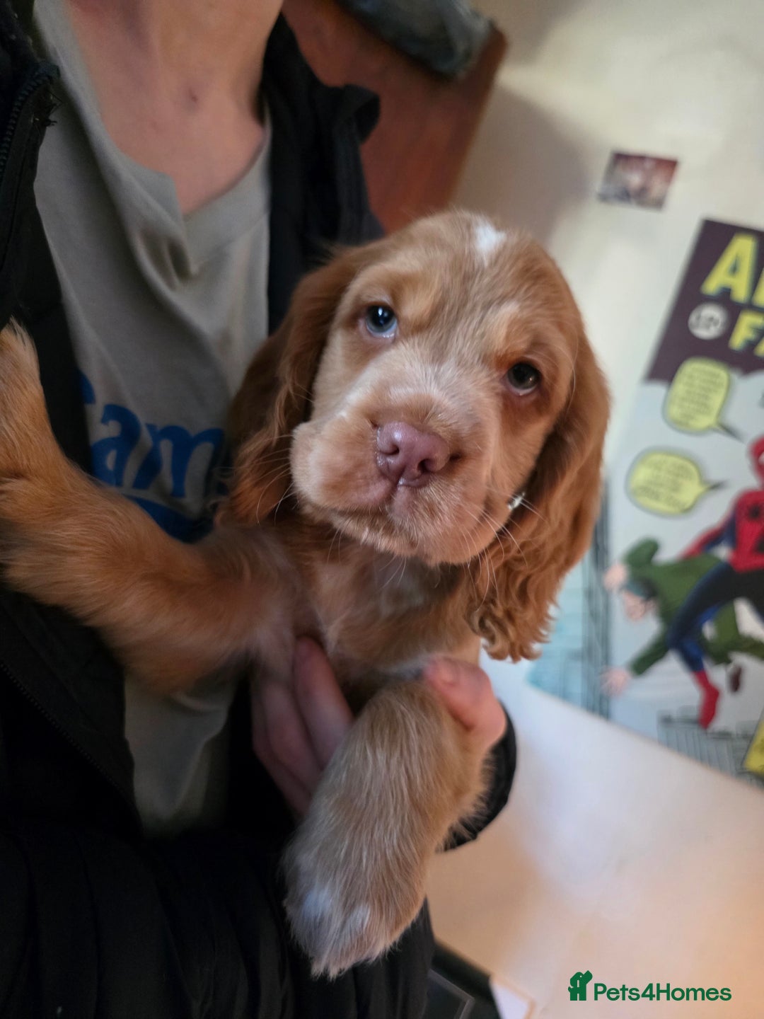 Cocker Spaniel dogs for sale: Stunning cocker spaniel puppies 2 boys left  - Advert 4