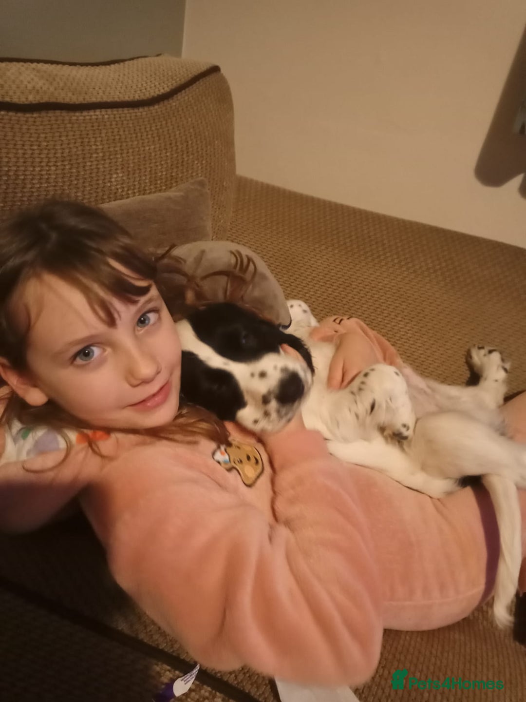 Cocker Spaniel dogs for sale: Our last pup - Ready now - KC Reg cocker spaniel! - Advert 4