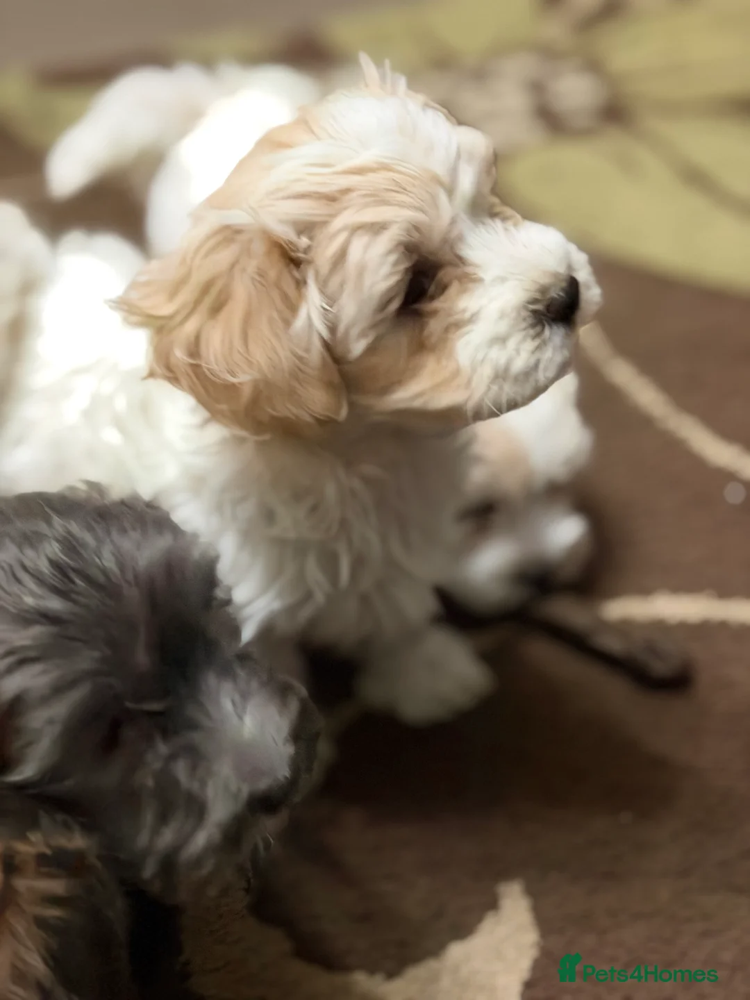 Mixed Breed dogs for sale: 🐾🐾🐾Maltipoo Puppies 🐾🐾🐾 - Advert 3