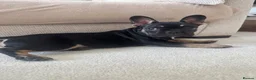 French Bulldog dogs for sale: Bert - KC registered French bulldog puppy - Advert 4