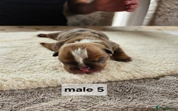 English Bulldog dogs for sale: Kennel club registered English bulldog puppies  - Image 15