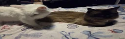 Mixed Breed cats for sale: Maine Coon x Ragdoll Kittens - Advert 10