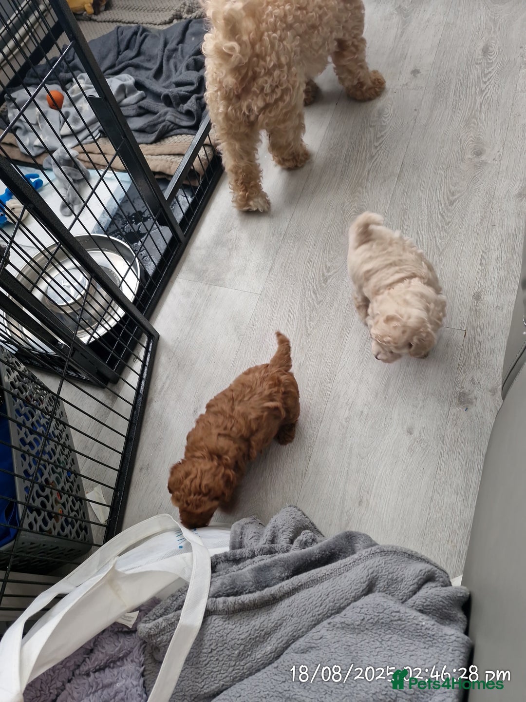Poochon dogs for sale: Two gorgeous Poochon puppies - Image 12