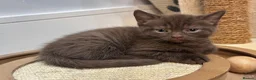 British Shorthair cats for sale: British shorthair blue /Adorable kittens  - Advert 13