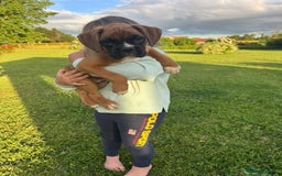 Boxer dogs for sale: KC Boxer Puppies by Winuwuk Walk It Talk It in Bridgwater - Image 1