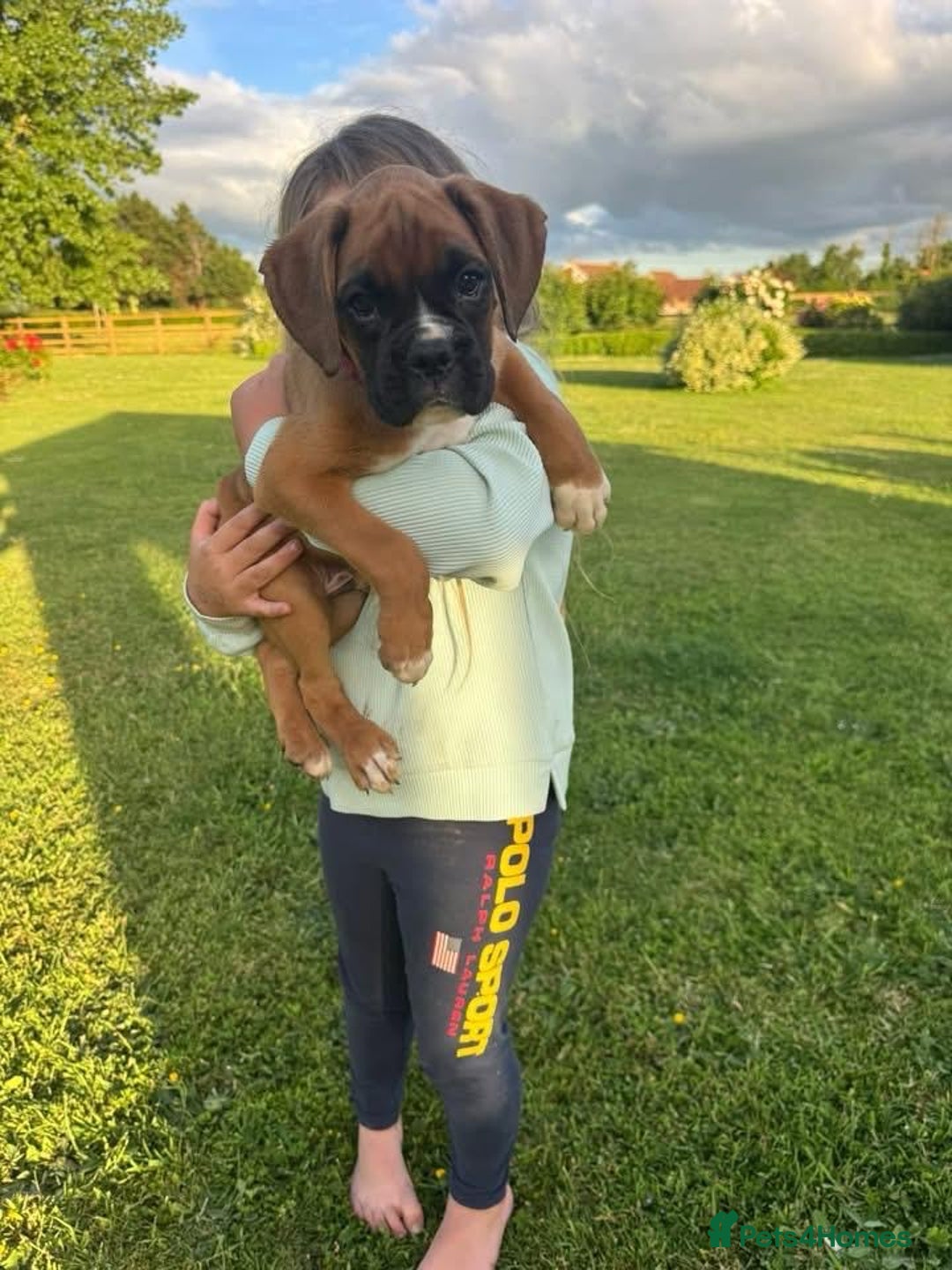 Boxer dogs for sale: KC Boxer Puppies by Winuwuk Walk It Talk It in Bridgwater - Image 1