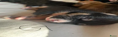 Mixed Breed 6