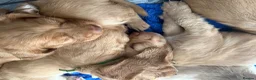 Cocker Spaniel dogs for sale: Cockers  - Advert 3