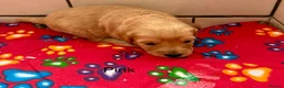 Labradoodle dogs for sale: Miniature Labradoodles frm licensed Exp breeder - Advert 7