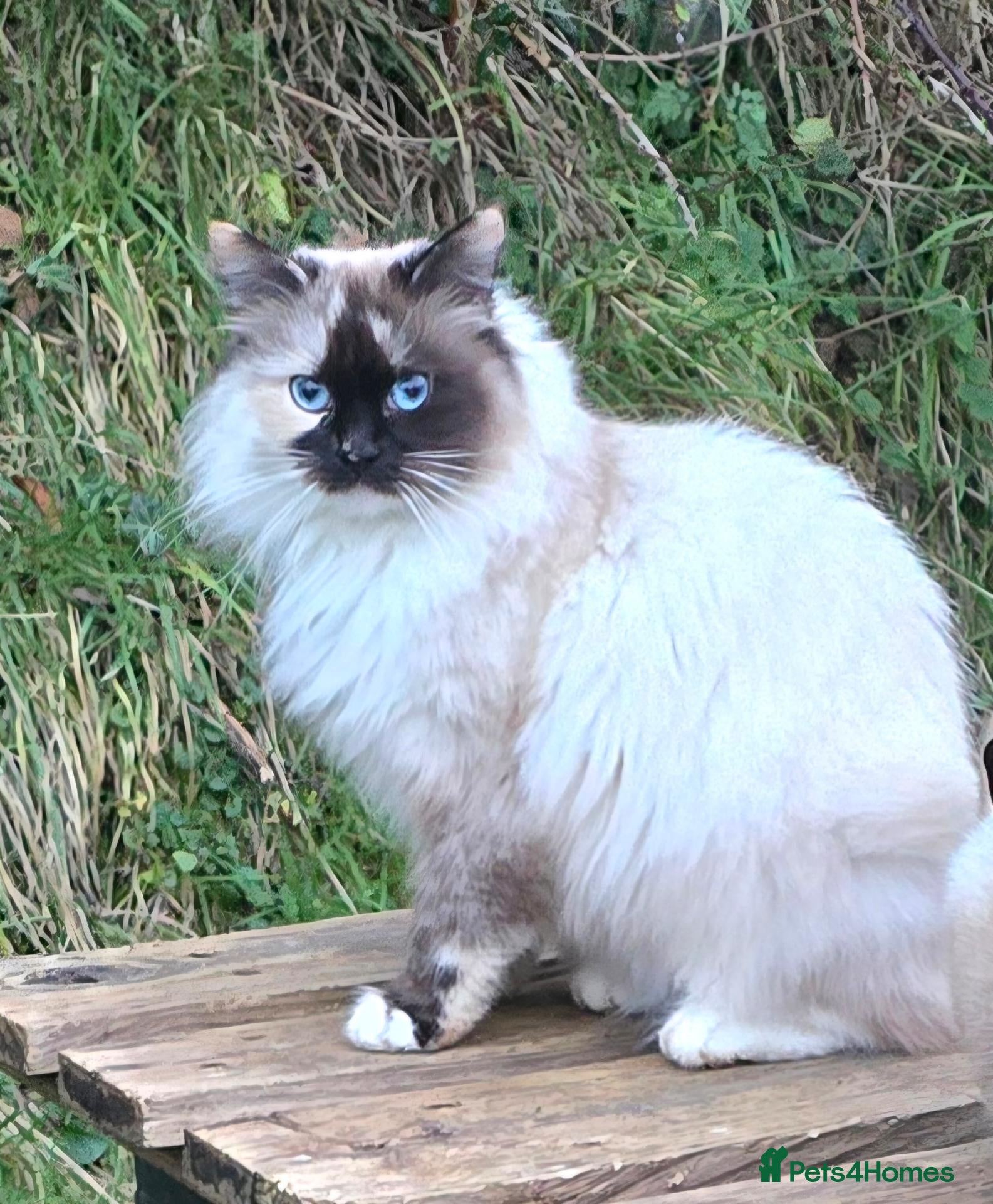 Siberian cats Active Breeding Queen - Advert 10