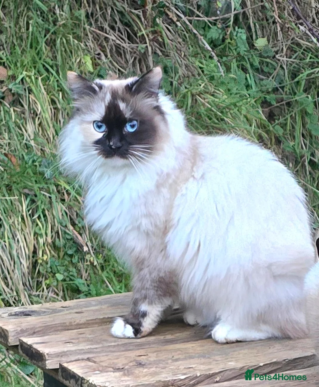 Siberian cats for sale: Active Breeding Queen - Advert 1