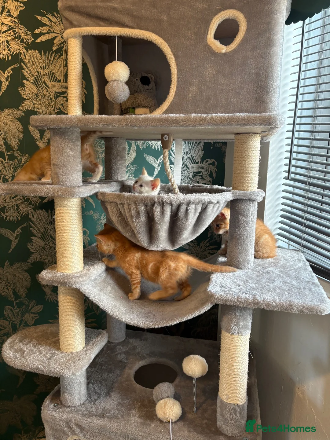 Siamese cats for sale: 4 beautiful kittens  - Advert 2