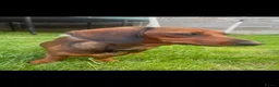 Miniature Dachshund dogs for sale: Miniature dachshund  - Advert 2