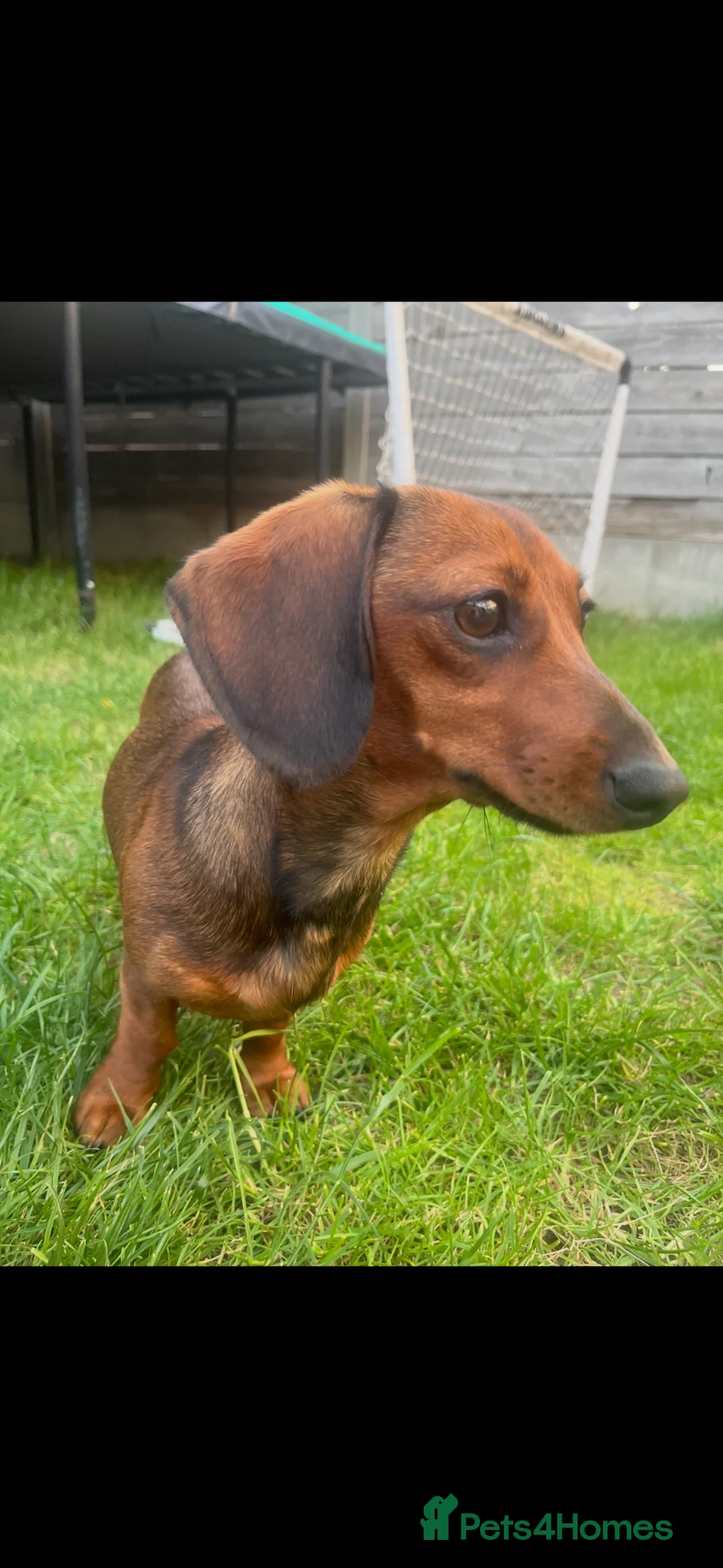 Miniature Dachshund dogs for sale: Miniature dachshund  - Advert 2