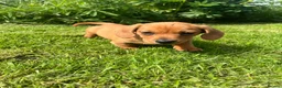 Miniature Dachshund dogs for sale: Kc reg pra clear - Advert 9