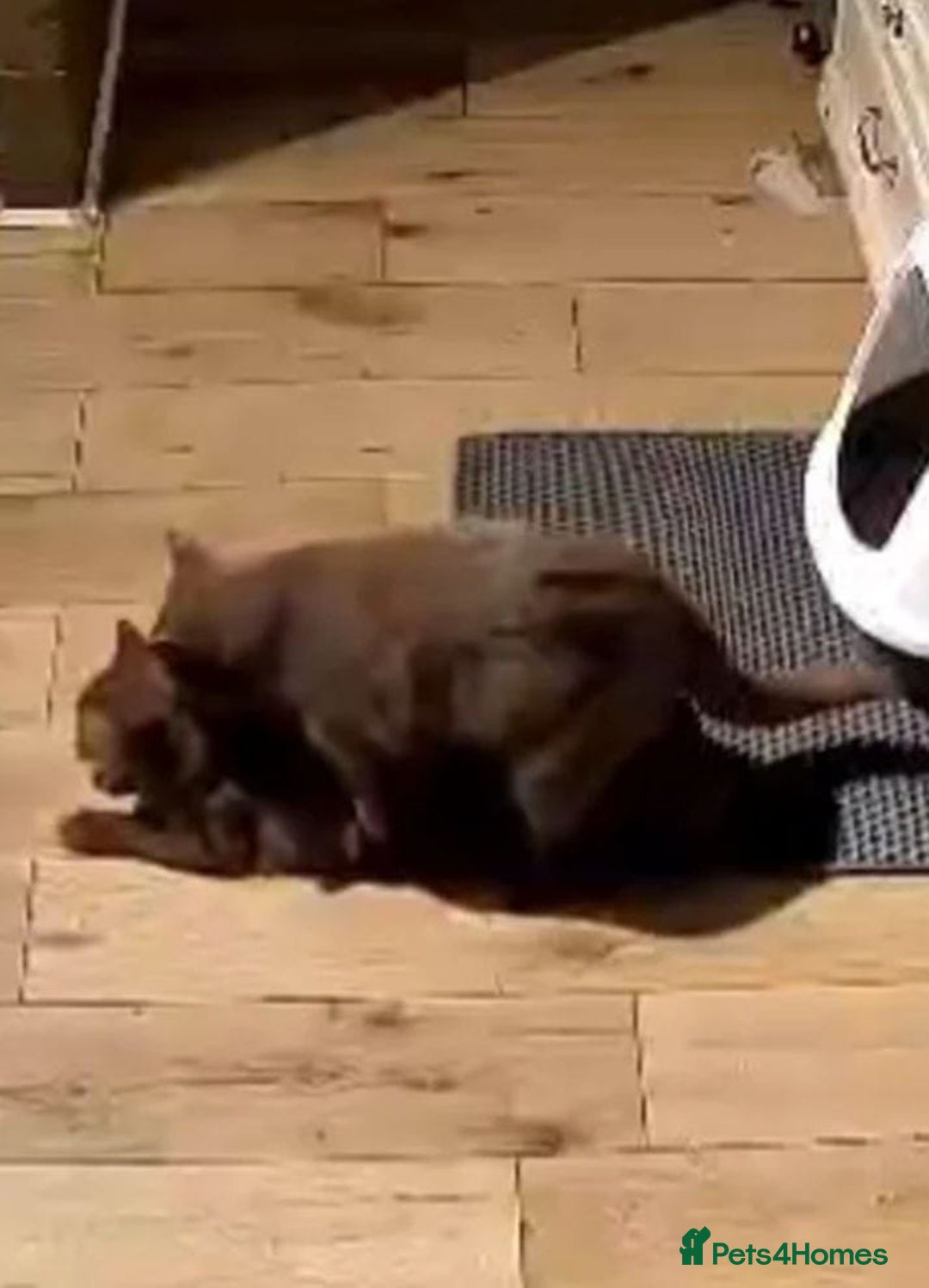 British Shorthair cats for sale: 🏆GCCF / TICA Active –🏅 PROVEN  - Advert 9