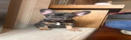 French Bulldog dogs for sale: French bull dog puppies in Manchester - Advert 9