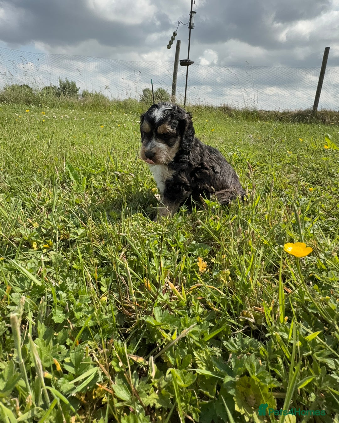 Cockapoo dogs for sale: Beautiful Cockapoo Puppies  - Image 7