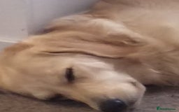 Goldendoodle dogs for stud: Mr Campbell  - Image 3