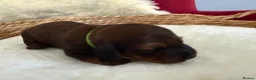 Miniature Dachshund dogs for sale: Show class mini longhair pups from Crufts winner  - Advert 15