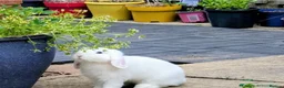 Mini Lop rabbits for sale: Two Beautiful Pure Bred Mini Lop Rabbits For Sale  - Advert 2