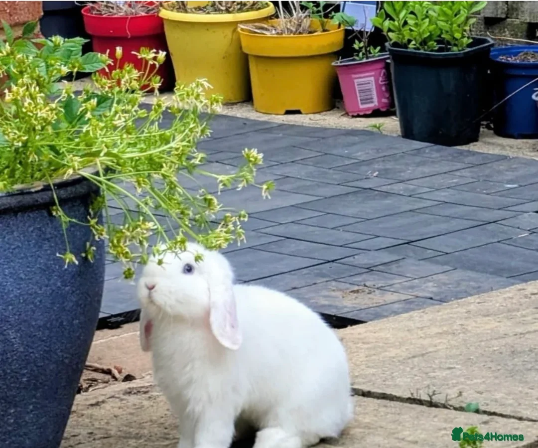 Mini Lop rabbits for sale: Two Beautiful Pure Bred Mini Lop Rabbits For Sale  - Advert 2
