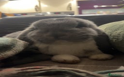 French Lop rabbits for sale: Giant French lop - Image 10