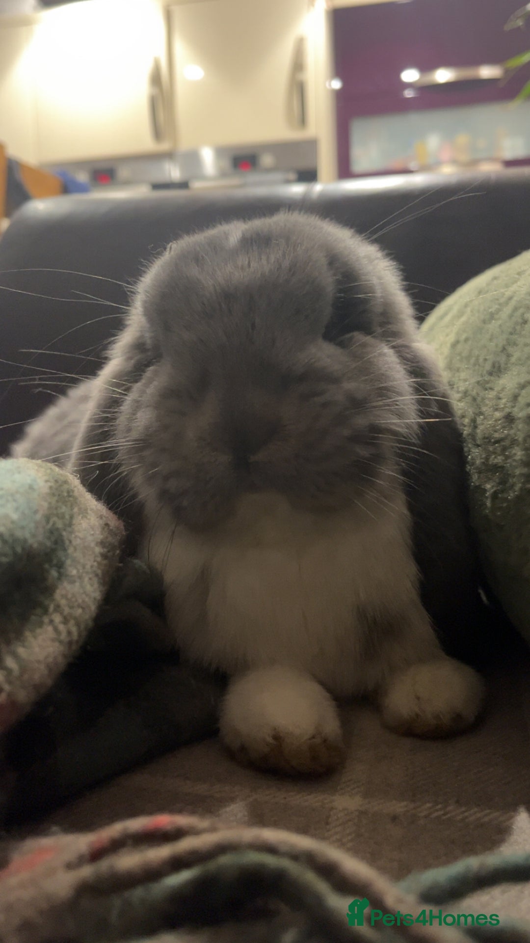 French Lop rabbits for sale: Giant French lop - Image 10