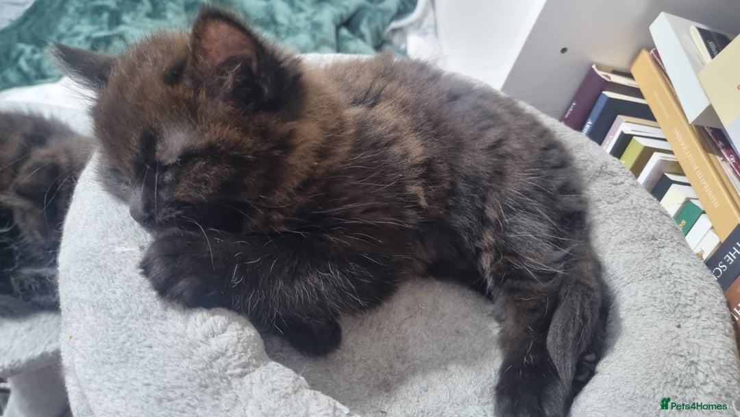 Turkish Angora cats for sale: Beautiful Fluffy Kittens Looking for Loving Homes - Image 21
