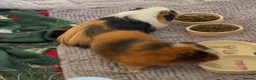Guinea Pig rodents for sale: 2 male guinea pigs in Trowbridge - Advert 3